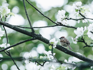 幼儿园科学教学设计活动方案